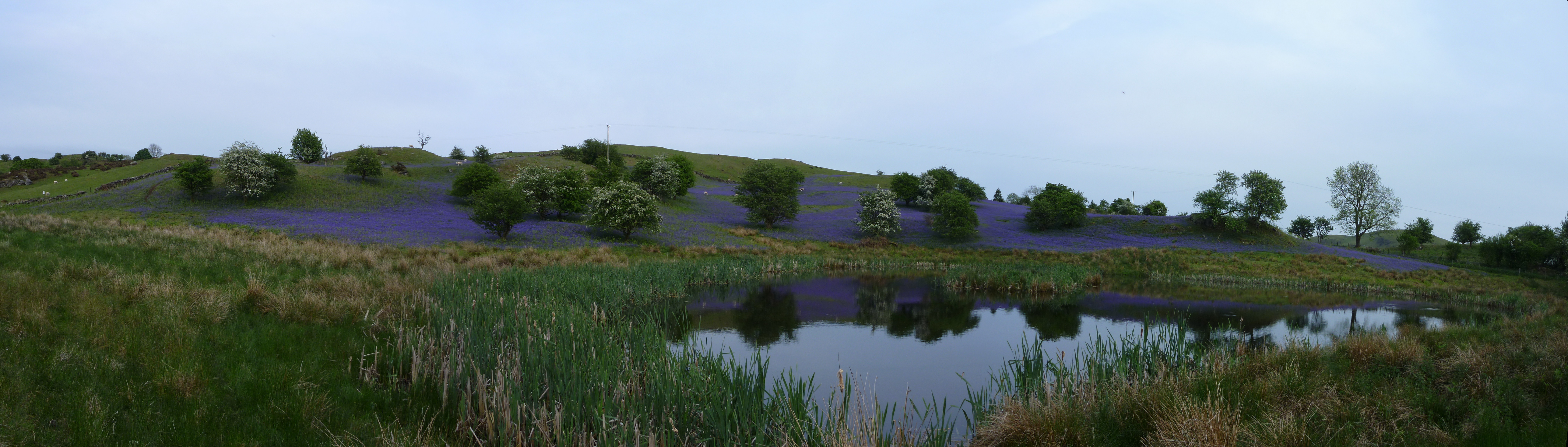 Photo taken by Bob Illman Spring 2011